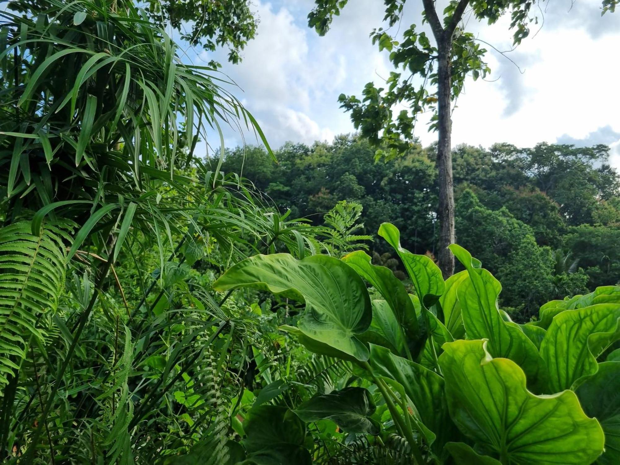 Silver Hill Ecovillage Kurunegala Extérieur photo