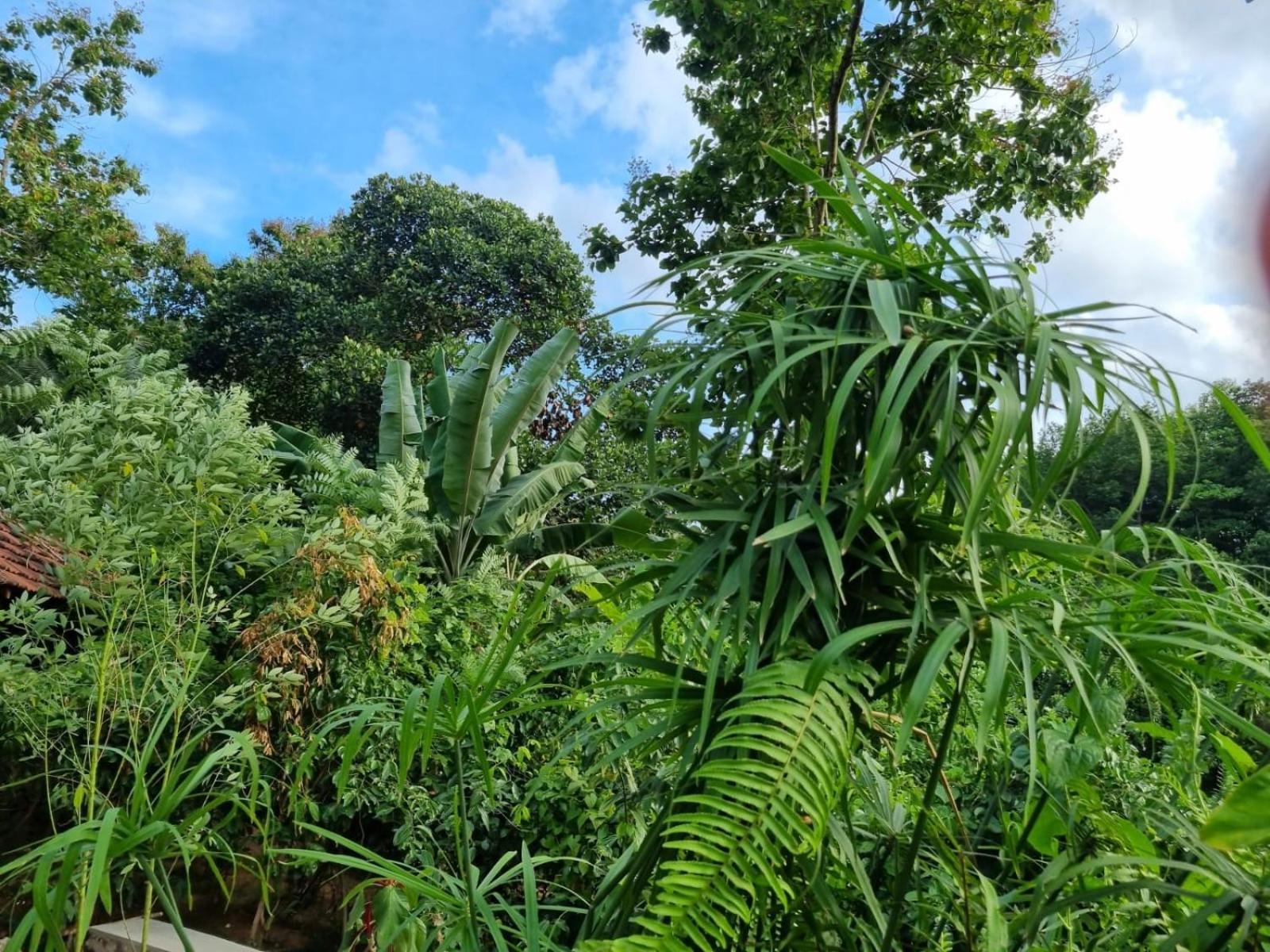 Silver Hill Ecovillage Kurunegala Extérieur photo